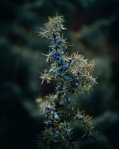 倾斜移位镜头中的蓝白花